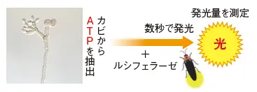 図１ ATP法の測定原理
