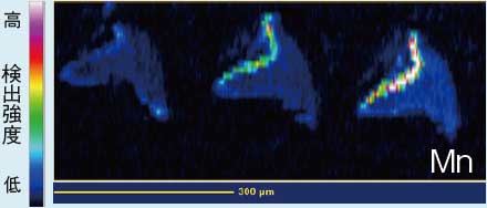 元素イメージング（Mn）